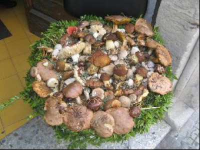Composizione di funghi del Salento Composizione di funghi del Salento